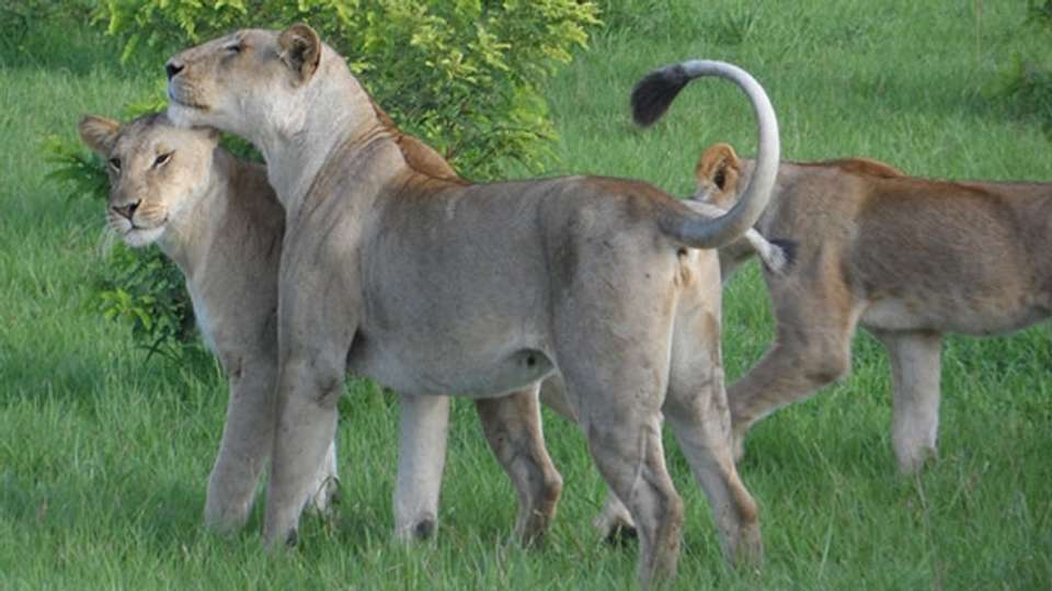 Mikumi National Park 2Days Safari from Dar es salaam - Kanuth Adventures Safari - Tanzania - Image 3