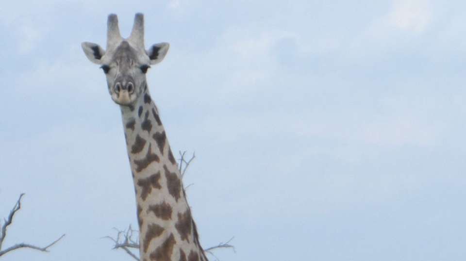 Mikumi National Park 2Days Safari from Dar es salaam - Kanuth Adventures Safari - Tanzania - Image 4