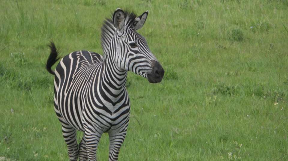 Mikumi National Park 2Days Safari from Dar es salaam - Kanuth Adventures Safari - Tanzania - Image 5