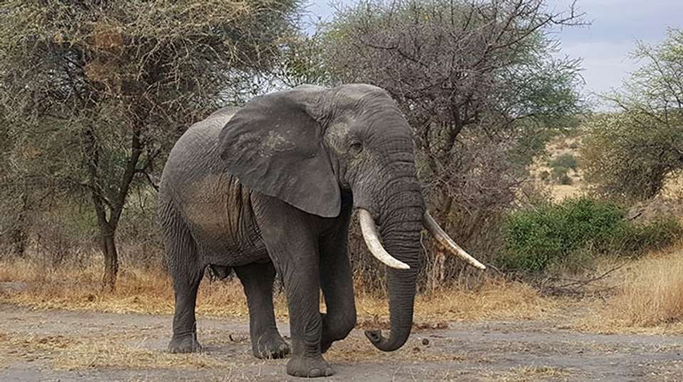 Mikumi National Park 2Days Safari from Dar es salaam - Kanuth Adventures Safari - Tanzania - Image 6