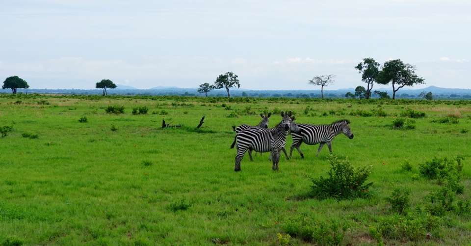 Mikumi National Park Safari - Kanuth Adventures Safari - Tanzania - Image 2