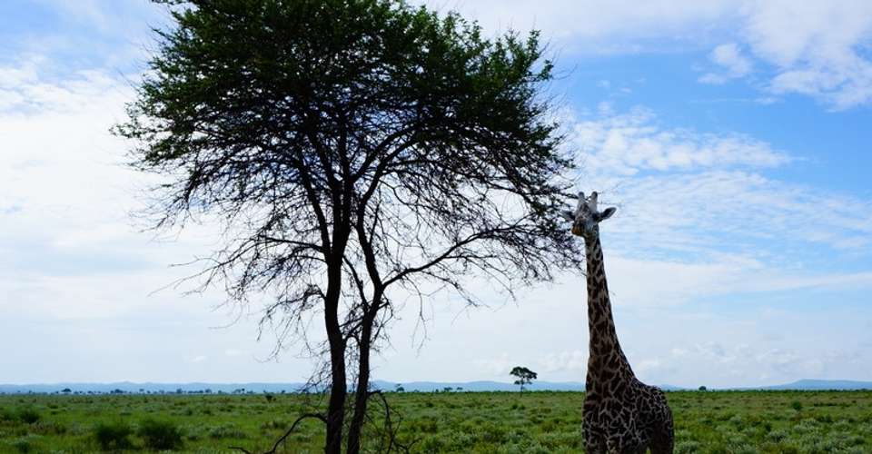 Mikumi National Park Safari - Kanuth Adventures Safari - Tanzania - Image 3