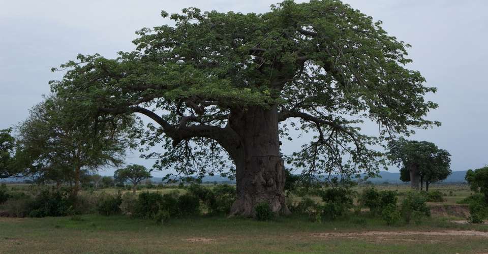 Mikumi National Park Safari - Kanuth Adventures Safari - Tanzania - Image 4