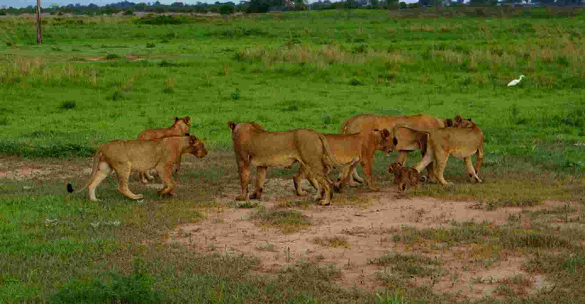 Mikumi National Park Safari