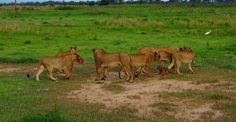 Mikumi National Park Safari - August 2027
