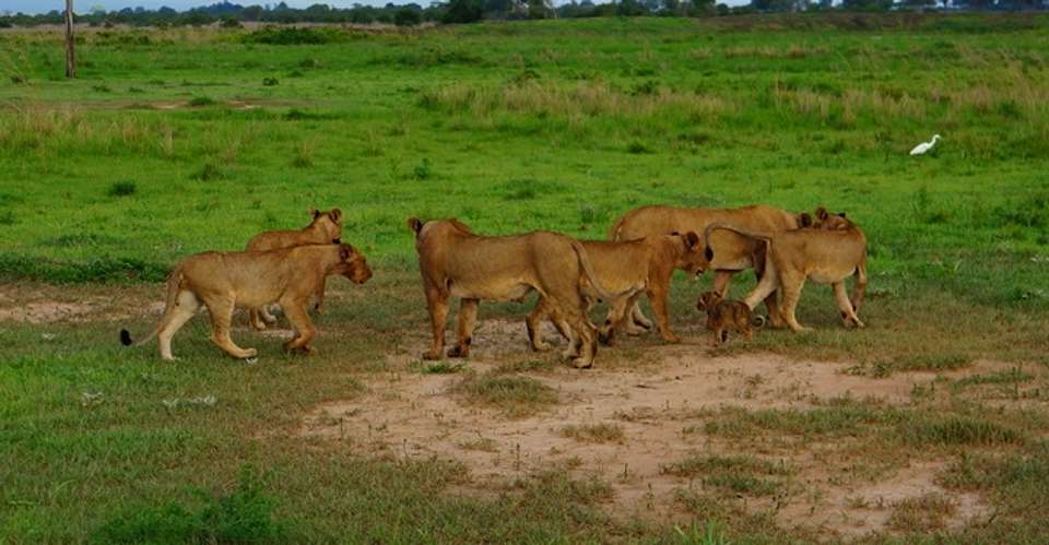 Mikumi National Park Safari - Kanuth Adventures Safari - Tanzania - Image 1