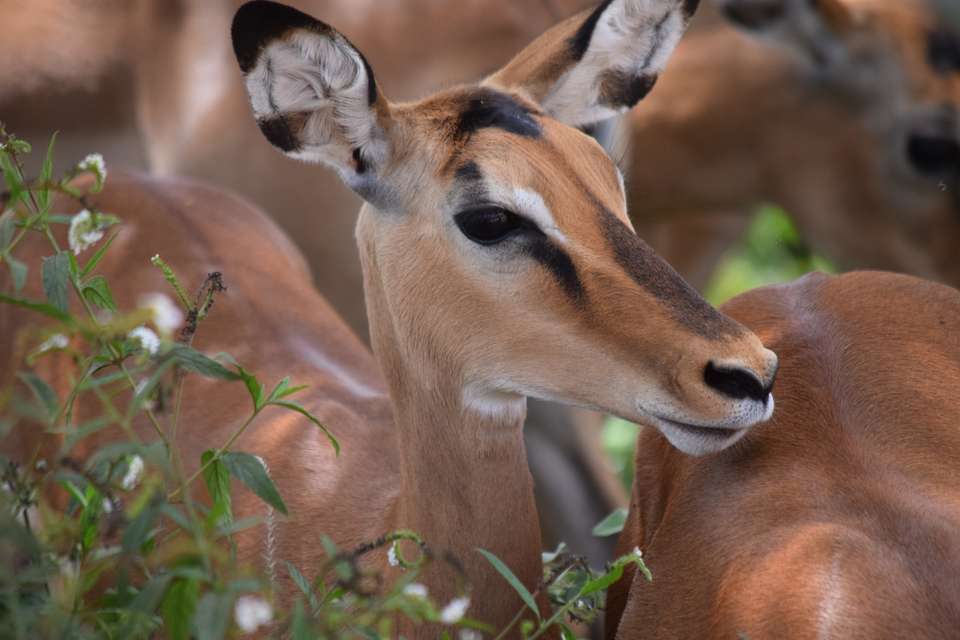 Mombasa Rendezvous (on Request) - Destination Services - Kenya