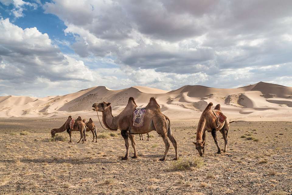 Mongolia's Naadam Festival - Intrepid Travel - Mongolia - Image 8