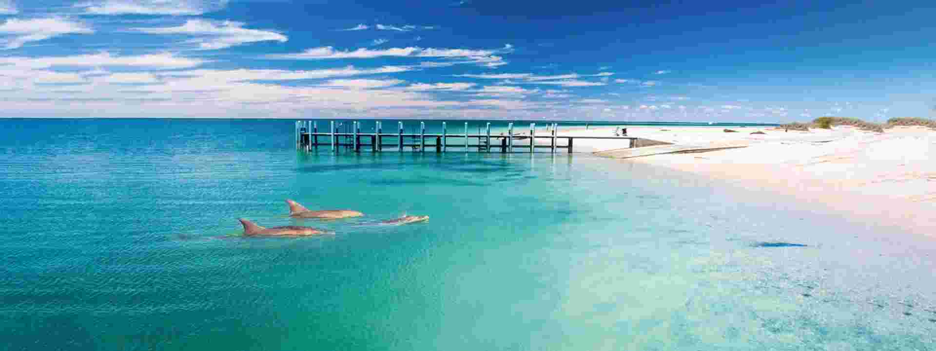 Monkey Mia Dolphins and West Coast