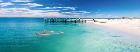 Monkey Mia Dolphins And West Coast - August 2026