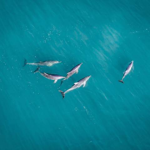 Australia Budget Tours: Monkey Mia Dolphins And West Coast