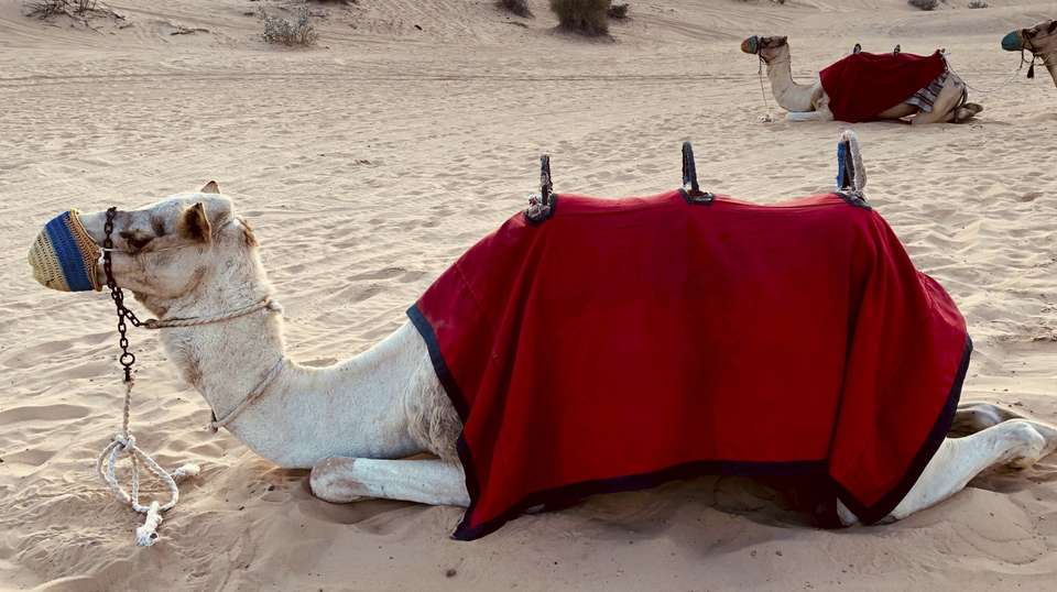 Morning Dubai Desert Safari - undefined - Image 3