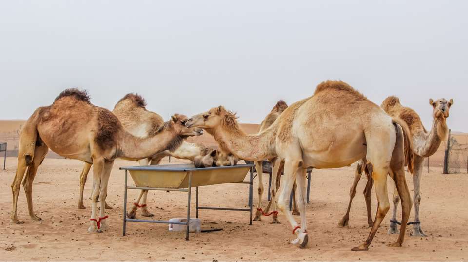Morning Dubai Desert Safari - undefined - Image 6