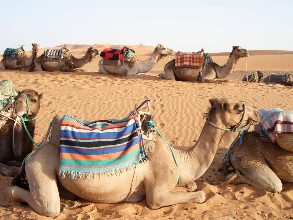Morocco Family Adventure & Beach - 12 days - On The Go Tours - Morocco - Image 2