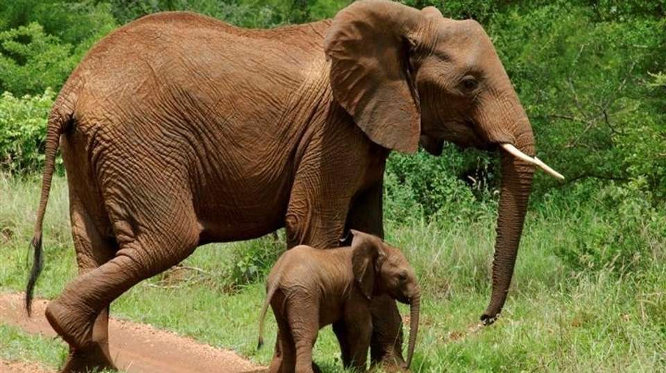 Mount Kilimanjaro Day Hike & Wildlife Safari - Lights On Africa Destinations & Safaris - Tanzania