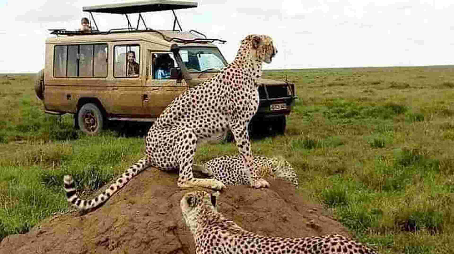 Mount Kilimanjaro Day Hike & Wildlife Safari