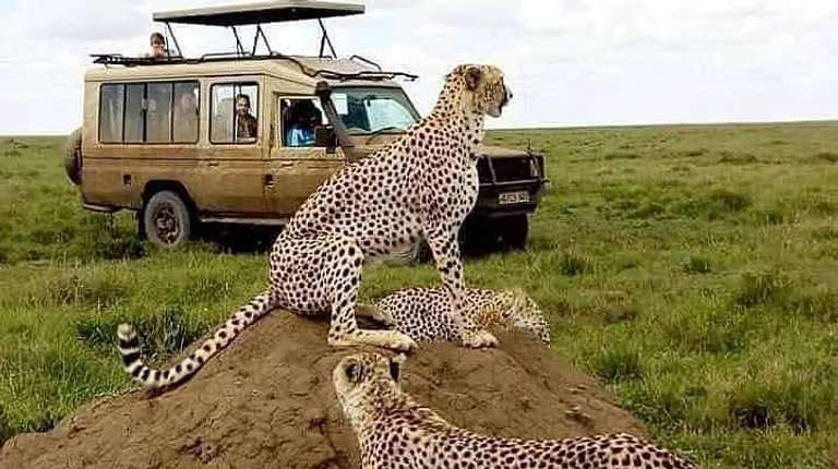 Mount Kilimanjaro Day Hike & Wildlife Safari trip - alternative tour available
