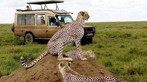 Mount Kilimanjaro Day Hike & Wildlife Safari - April 2027
