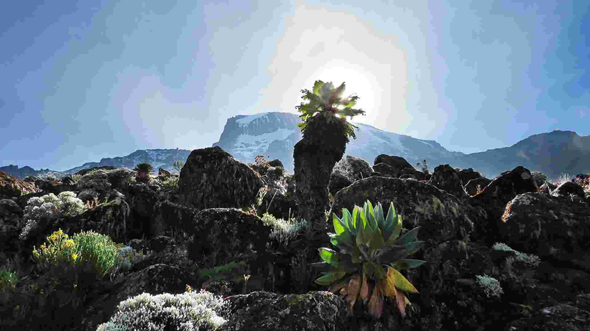 Mount Kilimanjaro Trekking 8-Day Lemosho Route