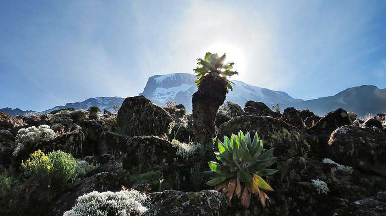 Mount Kilimanjaro Trekking 8-Day Lemosho Route trip - alternative tour available