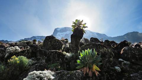 Mount Kilimanjaro Trekking 8-day Lemosho Route - February 2026