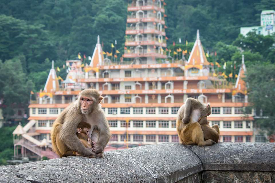 Mountains & Mystics of India - Intrepid Travel - India - Image 7