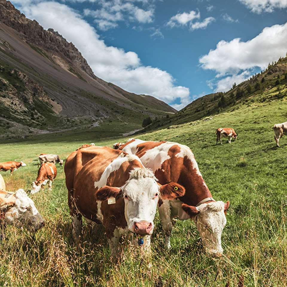 Mountains, Valleys and Lakes of Switzerland - Back-roads Touring - Switzerland