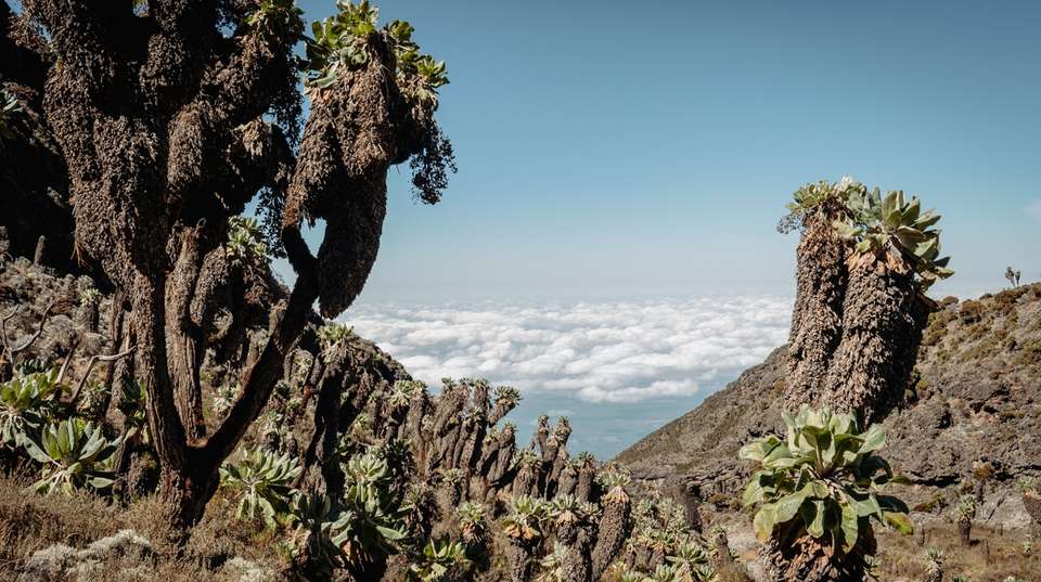 Mt. Kilimanjaro Lemosho route 10 days - start at 3,500m - Altezza Travel - Tanzania - Image 2