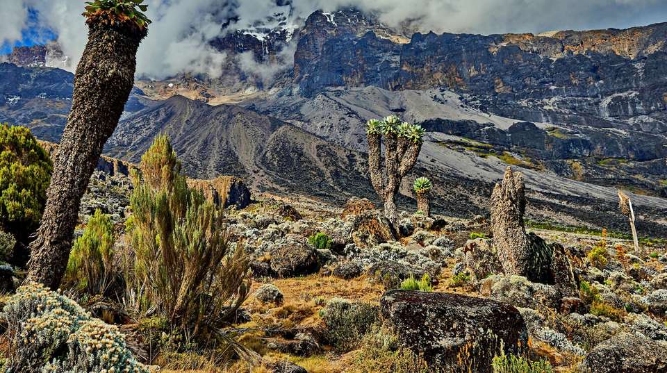 Mt. Kilimanjaro - Machame route, 9 days - Altezza Travel - Tanzania - Image 2