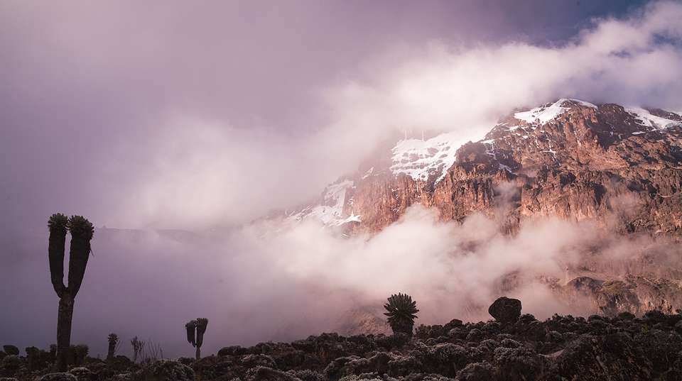 Mt. Kilimanjaro - Marangu route, 7 days - Altezza Travel - Tanzania - Image 3