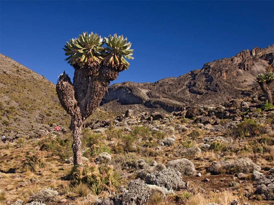 Mt Kilimanjaro Trek - Lemosho Route - G Adventures - Tanzania