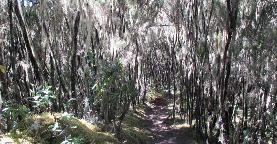 Mt. Kilimanjaro - Umbwe route, 8 days - Altezza Travel - Tanzania