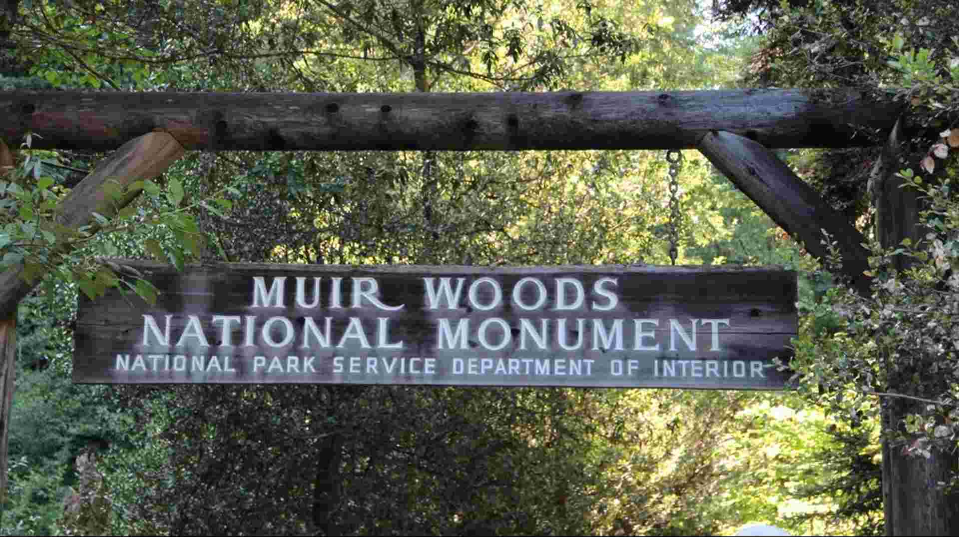 Muir Woods & Sausalito Experience