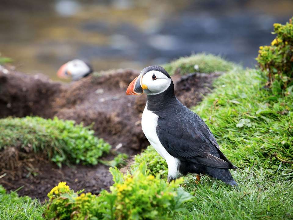 Mull Whisky & Food Adventure - 4 days - On The Go Tours - Scotland - Image 3