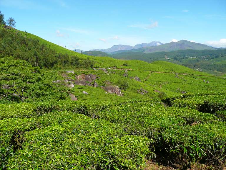 Munnar Tea Estate - 4 days trip - alternative tour available