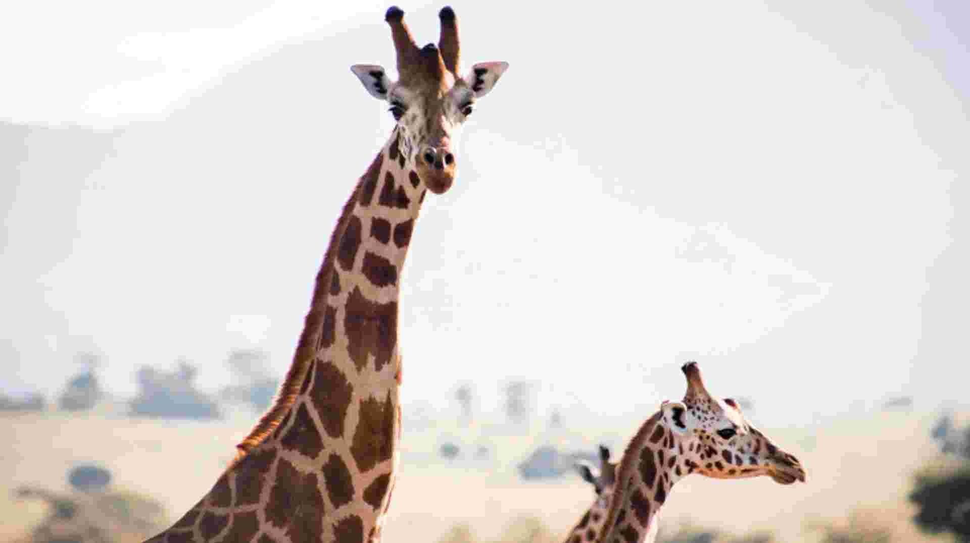 Murchison Falls Safari