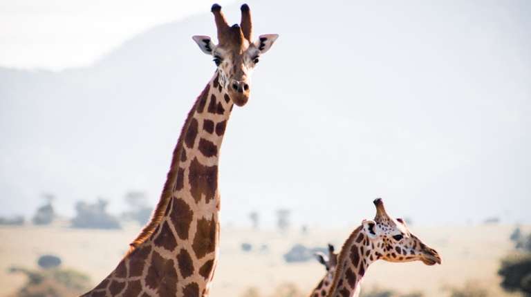 Murchison Falls Safari trip - alternative tour available
