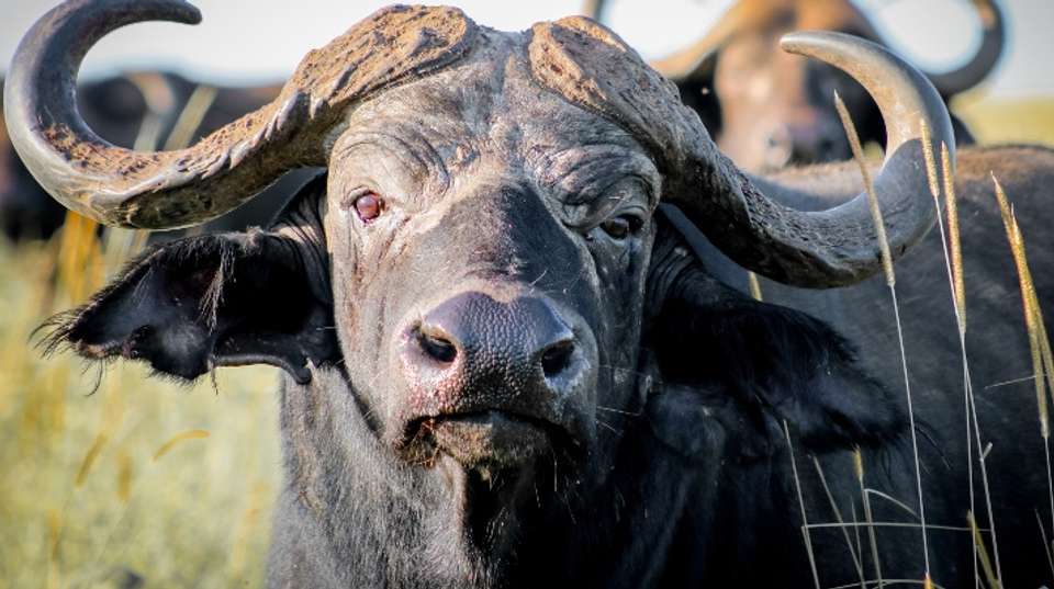 Murchison Falls Safari - undefined - Image 2