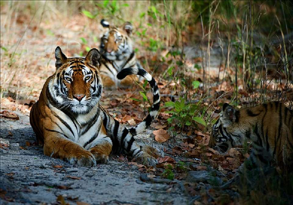 Mysteries of India - Indus Travels - India - Image 2