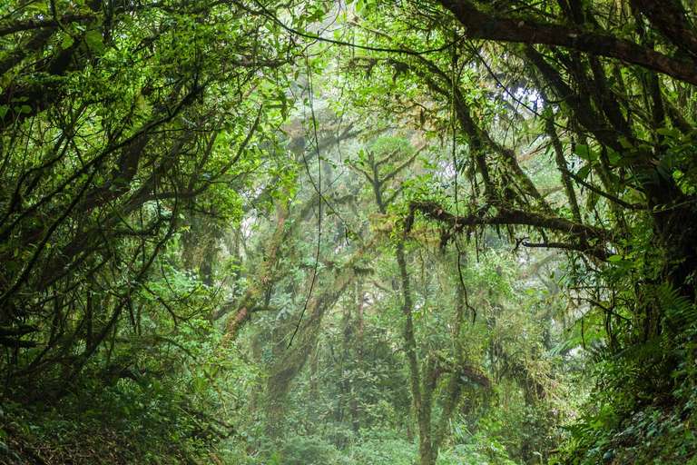 Mystic Forests Of Costa Rica trip - alternative tour available