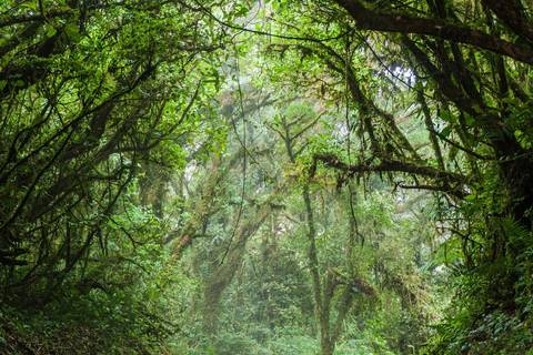 Mystic Forests Of Costa Rica - 8 Days