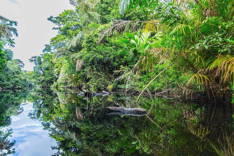 Mystic Forests Of Costa Rica - Destination Services - Costa Rica - Image 4
