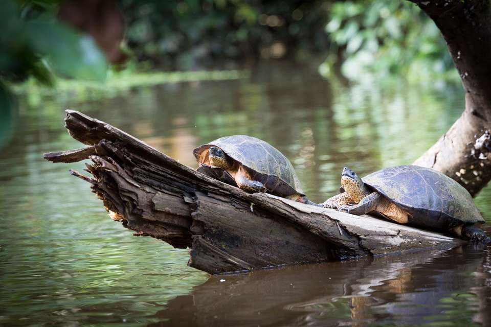 Mystic Forests Of Costa Rica - Destination Services - Costa Rica - Image 7