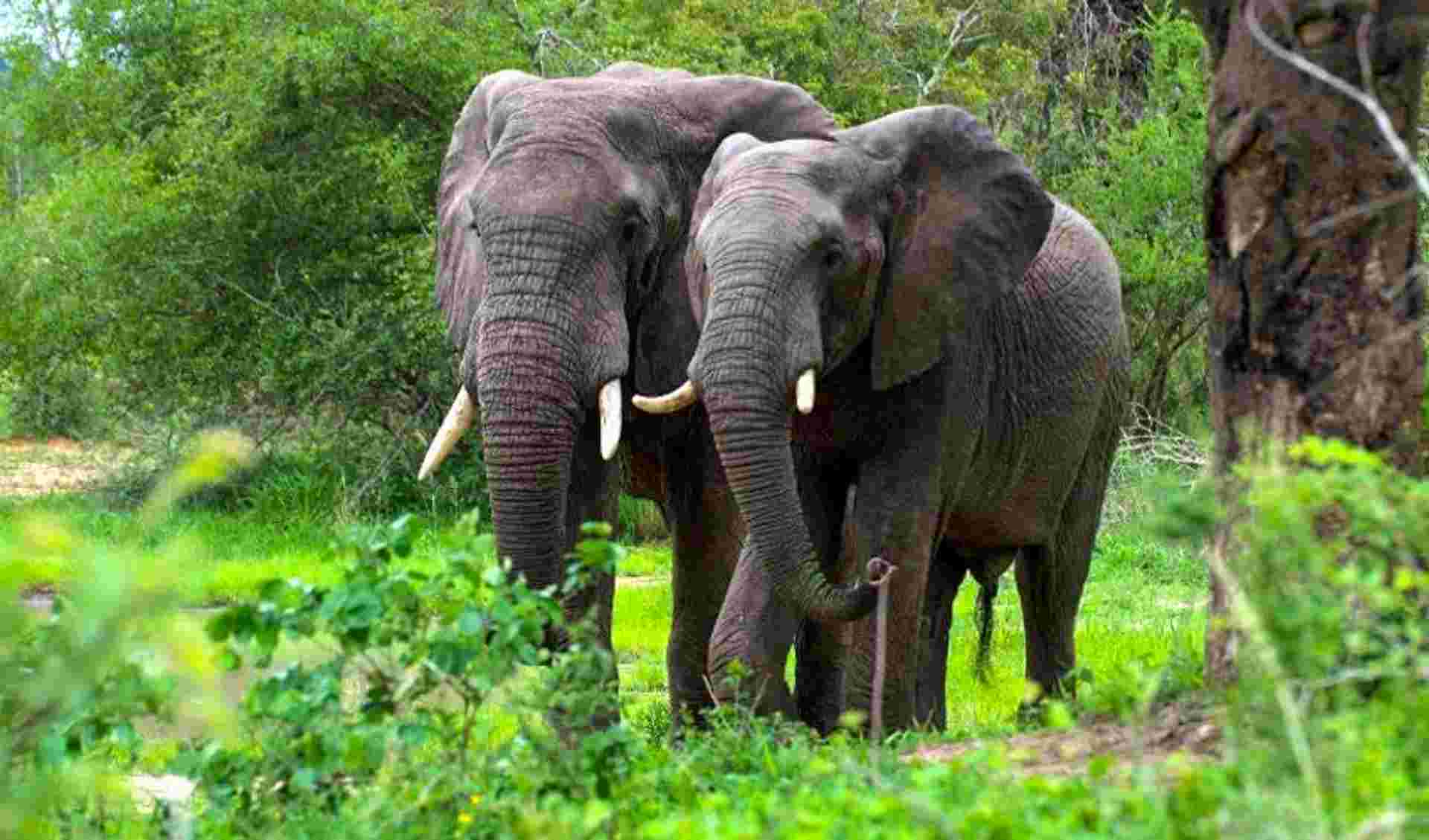 Mzungu Safari 5D/4N (Masai Mara, Lake Nakuru & Aberdare)
