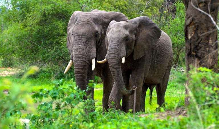 Mzungu Safari 5D/4N (Masai Mara, Lake Nakuru & Aberdare) trip - alternative tour available