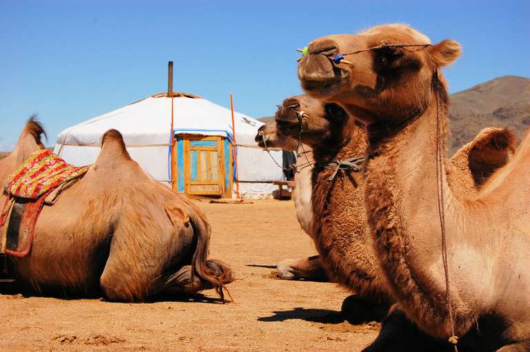 Mongolia Tailor-made Vacation Packages: Naadam and Gobi Desert Explorer 