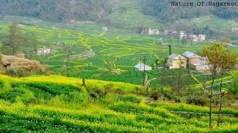 Nagarkot Day Hiking - 1 Day
