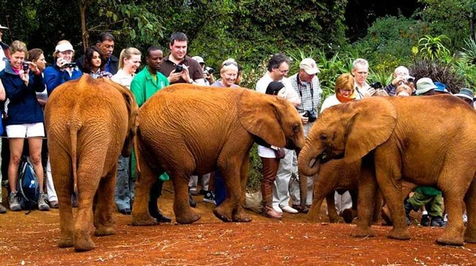 Nairobi Half-Day Tour to Sheldrick Wildlife Trust - Gracepatt Ecotours Kenya - Kenya - Image 3