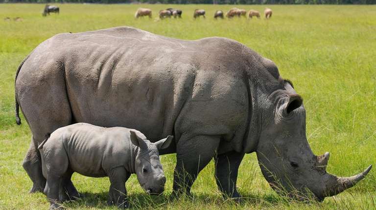 NAIROBI NATIONAL PARK, DAVID SHELDRICK, GIRAFFE CENTRE trip - alternative tour available