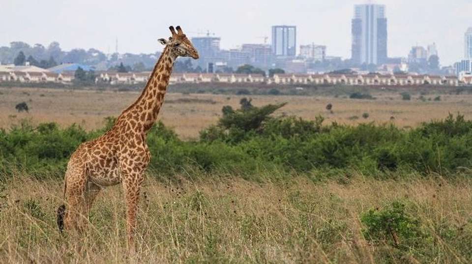 NAIROBI NATIONAL PARK, DAVID SHELDRICK, GIRAFFE CENTRE - Sir Michaels Tours And Safaris - Kenya - Image 2